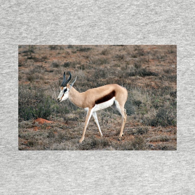 Springbok in South Africa by HazelWright